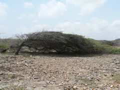 Wndswept tree