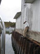 Ken climbing out on pier