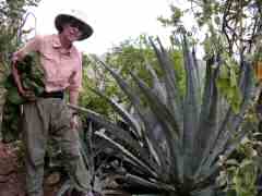 Large cactus with lots of pointy ends