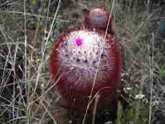 Balding cactus top with flower