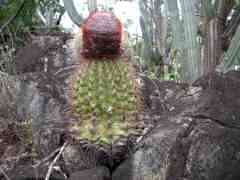 Cactus showing its stuff