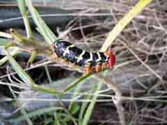 Monster caterpillar enjoying lunch