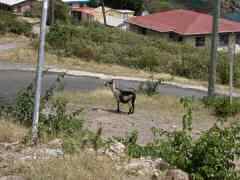 Goat looking for traffic from the left