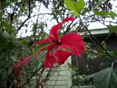 Beautiful red flower