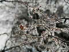 Fragile, ice covered branches